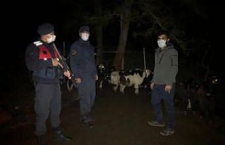 Kaybolan 30 küçükbaş hayvan sahibine teslim edildi