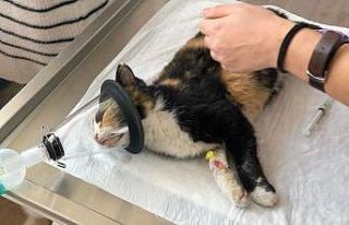 Kazada yaralanan kedinin tedavisi için seferber oldular