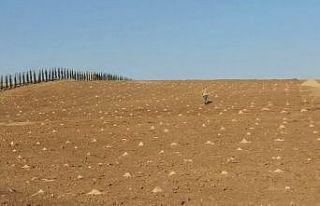 Keçiören Belediyesi 23 dönümlük organik üzüm...