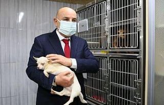 Keçiören’de bodrum katında bulunan köpekleri...