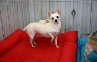 Keçiören’deki sevimli köpeklerin minder keyfi