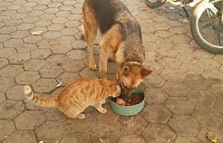 Kedi ile köpeğin şaşırtan dostluğu