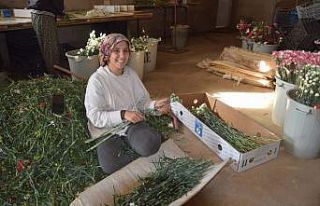 Kesme çiçek sektörü pandemiye meydan okudu
