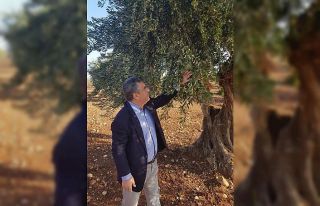 Kilis Zeytinyağına talep arttı