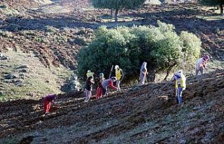 Kilis’te aroma vadisi oluşturuldu