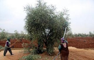 Kilis’te zeytin hasadı devam ediyor