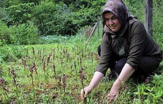 Kilosu bin 400 TL’den satılan ürüne hibe desteği