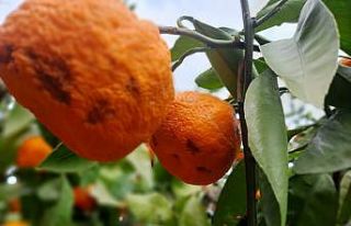 Kırağı ve yağmur mandalina ihracatçısı ve üreticisinin...