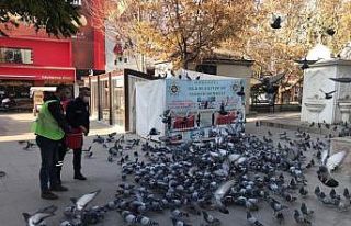 Kırıkkale’de sokak hayvanlarına şefkat eli