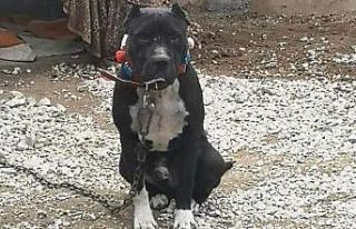 Kırıkkale’de ’yasak ırk’ köpek besleyen...