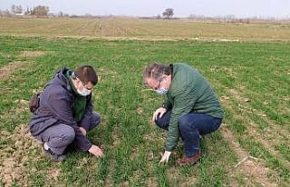 Kırklareli’de buğday sineği kontrolleri