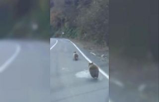 Kış uykusuna yatmayan yavru ayılar karayolunda...