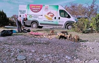 Kısıtlama günlerinde sokak hayvanları unutulmadı