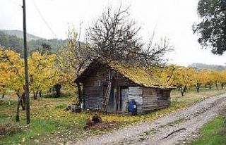 Kısıtlama günlerinin de yaylayı tercih ettiler