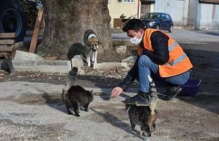 Kısıtlamada sokak hayvanları aç kalmadı