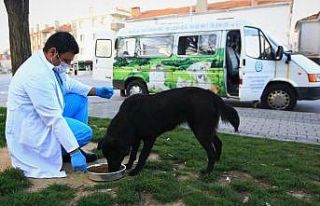 Kısıtlamada sokak hayvanları Büyükşehir’e...