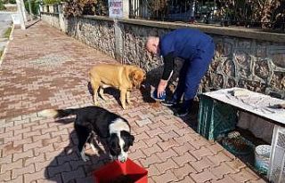 Kısıtlamada sokak hayvanları organik yemek artıklarıyla...