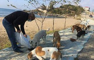 Kısıtlamada yiyecek bulamayan hayvanlar için seferber...