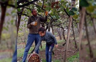 Kivi hasadı devam ediyor