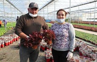 Kıvırcığı saksıda ürettiler, şimdi market...