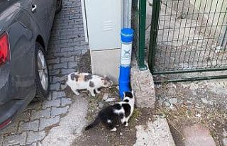 Kızılcahamam TÜGVA sokak hayvanlarına yemleme...