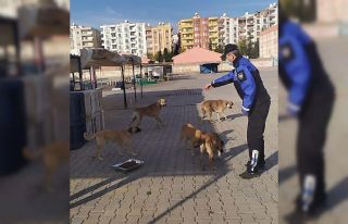 Kızıltepe Belediyesi sokak hayvanlarını unutmadı