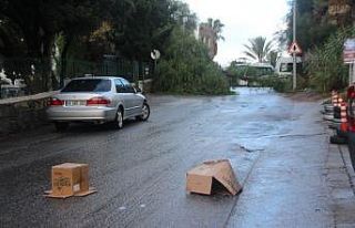 Koca ağaç bir anda yola devrildi