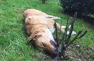 Kocaeli’de öldürülen köpeklerle ilgili belediyeden...