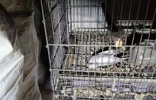 Komşusu balkonda mangal yaktı, 5 muhabbet kuşu...