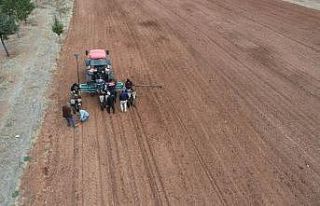 Konya lavantanın merkezi olacak