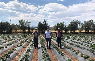 Konya’da Aralık ayında çilek hasadı