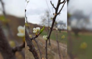 Konya’da kış mevsiminde erik ağacı çiçek açtı