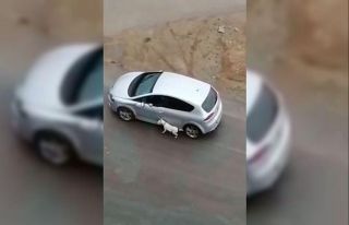 Köpeğini tasmasından tutup otomobilden sürükleyerek...