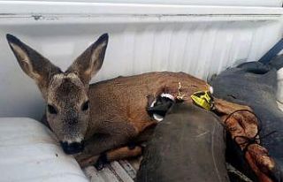 Köpeklerin saldırısına uğrayan karacayı polisler...