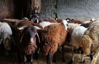 Korona virüsü atlatanlar adaklık koyun kestiriyor