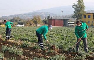 Korona virüsün düşmanı kekik kışa hazırlanıyor