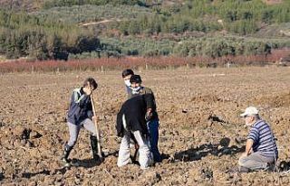 Köylülerden imece usulü ceviz bahçesi