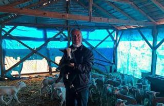 Küçükbaş hayvan üreticileri dertli