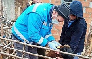 Küçükbaş hayvanların sayım ve tespit işlemlerine...