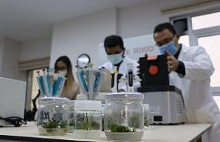 Kuraklık afetine karşı dayanıklı bitkiler ıslah...