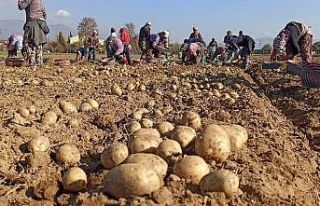 Kuraklık Ödemiş patatesini vurdu