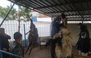Kurban kesip yağmur duasına çıktılar