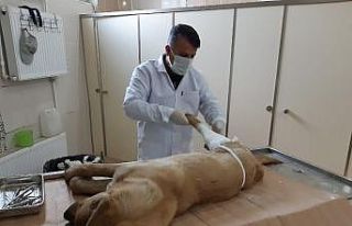 Kurtarılan köpek tedavi altına alındı