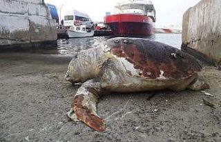 Kuşadası’nda 45 yaşında caretta caretta kıyıya...