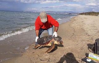 Kuşadası’nda iki kaplumbağa ölü olarak kıyıya...