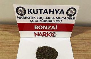 Kütahya’da iki şüphelinin üzerinde bonzai ele...