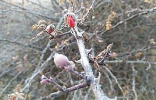 Kütahya’da kırağı güzelliği