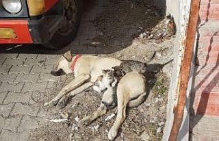 Labrador cinsi köpek kedi yavrularına annelik yapıyor