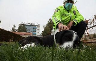 Malatya’da ayağı kırılan köpeğe polis sahip...