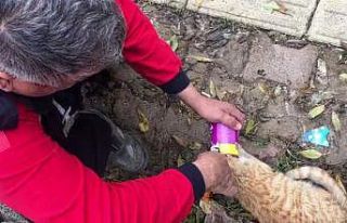 Mama kutusuna kafası sıkışan kediyi itfaiye kurtardı